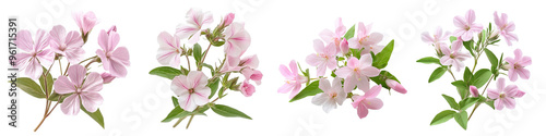 Soapwort - Clusters of pink or white flowers historically used to make soap from the roots. Isolated on Clear White Background Highly Detailed 