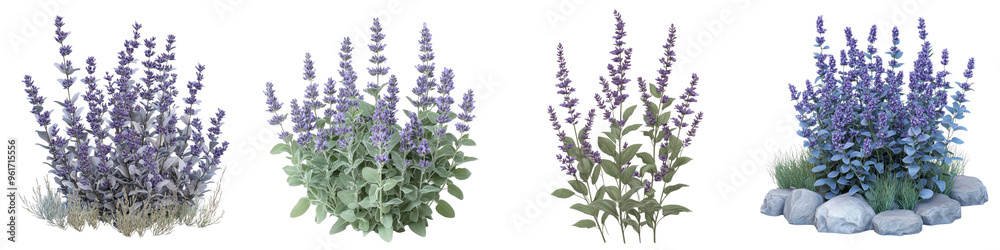 Obraz premium Russian Sage - Tall airy plant with silver foliage and small purple flowers adding texture to gardens. Isolated on Clear White Background Highly Detailed 