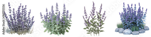 Russian Sage - Tall airy plant with silver foliage and small purple flowers adding texture to gardens. Isolated on Clear White Background Highly Detailed 