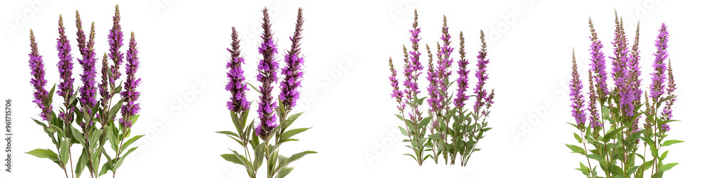 Purple Loosestrife - Tall spikes of small purple flowers often growing in wetlands. Isolated on Clear White Background Highly Detailed Purple Loosestrife - Tall spikes of small purple flowers often growing in wetlands. Isolated on Clear White Background Highly Detailed