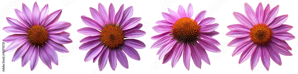 Obraz premium Purple Coneflower - Large daisy-like flowers with purple petals surrounding a spiky orange cone. Isolated on Clear White Background Highly Detailed 