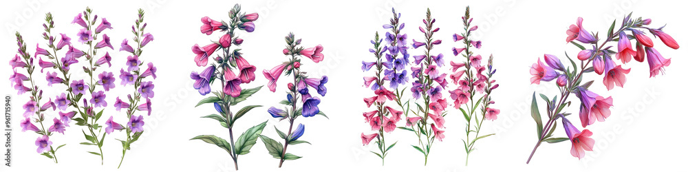 Fototapeta premium Penstemon - Spikes of tubular flowers in shades of red purple or pink attracting hummingbirds. Isolated on Clear White Background Highly Detailed 