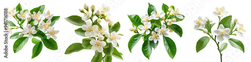 Orange Blossom - Small fragrant white flowers on citrus trees known for their sweet scent. Isolated on Clear White Background Highly Detailed