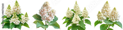 Oakleaf Hydrangea - Shrub with large cone-shaped clusters of white flowers that turn pink or brown paired with oak-shaped leaves. Isolated on Clear White Background Highly Detailed