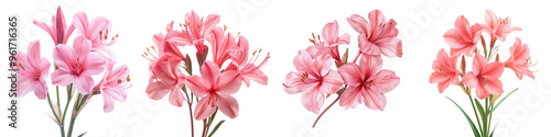 Nerine - Bright pink or red flowers with wavy petals blooming in autumn. Isolated on Clear White Background Highly Detailed 