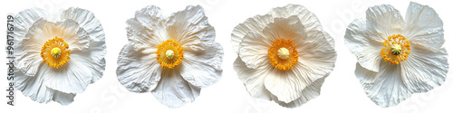 Matilija Poppy - Large white crepe-paper-like petals with a bright yellow center resembling fried eggs. Isolated on Clear White Background Highly Detailed 
