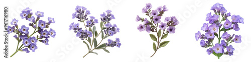 Limonium - Also known as sea lavender these flowers have papery lavender or white blooms. Isolated on Clear White Background Highly Detailed