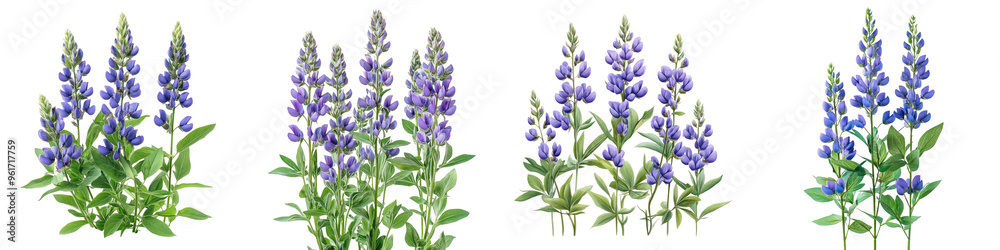 Naklejka premium False Indigo - Tall plants with spires of blue or purple pea-like flowers Isolated on Clear White Background Highly Detailed