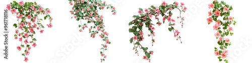 Wallpaper Mural Coral Vine - Climbing vine with chains of small pink flowers Isolated on Clear White Background Highly Detailed Torontodigital.ca