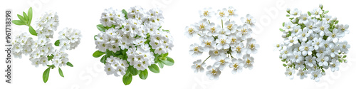 Candytuft - Low-growing clusters of small pure white flowers Isolated on Clear White Background Highly Detailed 