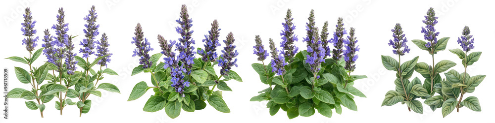Obraz premium Bugleweed - Low-growing plant with spiky blue or purple blooms Isolated on Clear White Background Highly Detailed 