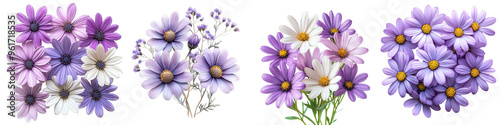 Brachyscome - Compact and daisy-like flowers in soft colors Isolated on Clear White Background Highly Detailed 