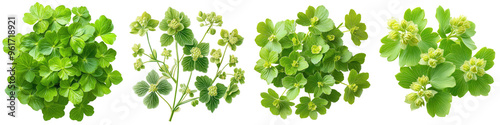 Alchemilla - Soft and delicate lime-green foliage Isolated on Clear Background Highly Detailed 