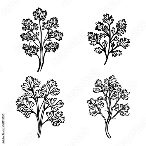 Culinary Herb Illustrations Parsley Sprigs in Line Art Style