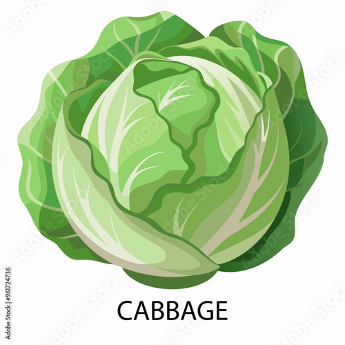 Cabbage in cartoon style on a white background. Vector illustration.