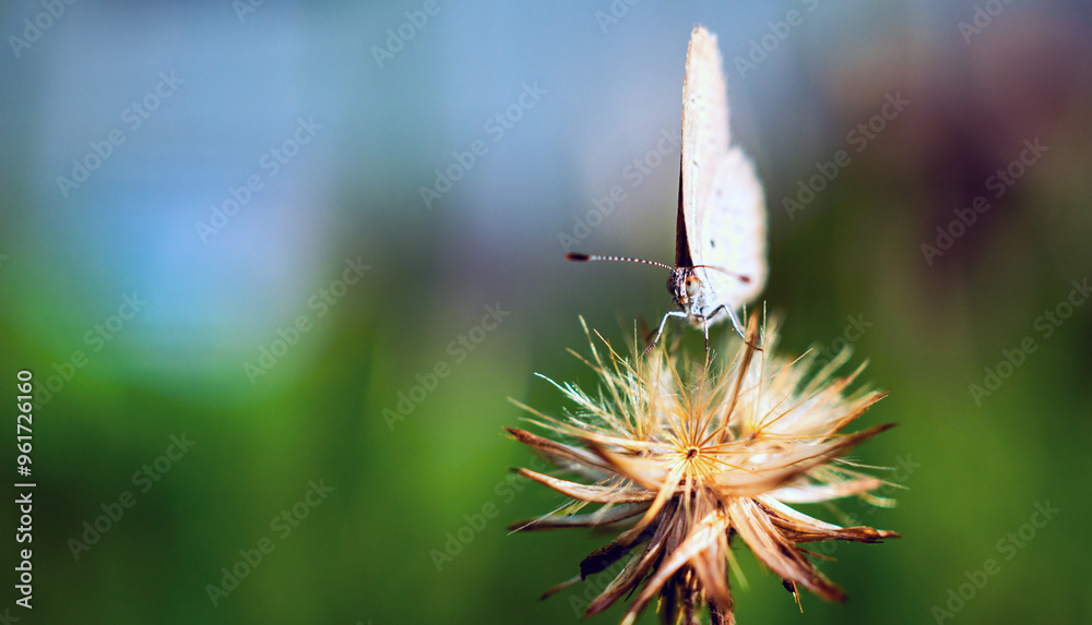 Φωτογραφία Close-up of butterfly on a flower in the natural light on a beautiful morning