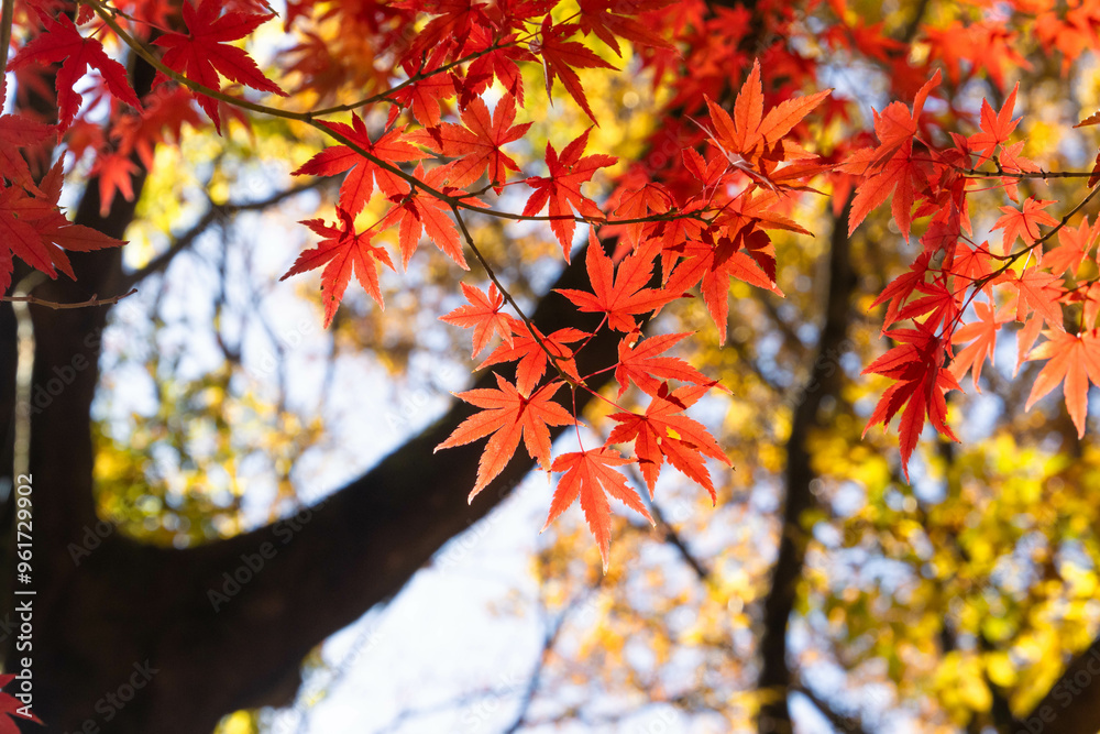 Background of red leaves in autumn season with blurred background Background of red leaves in autumn season with blurred background