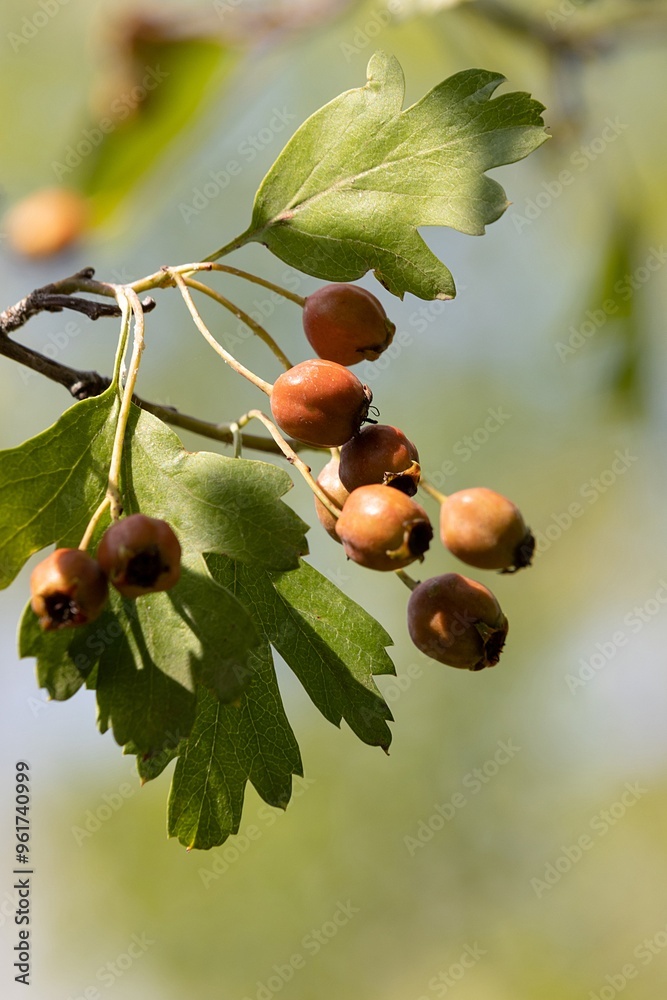 Crataegus Azarolus Linnaeus. Azarole. Mosphilla. Mediterranean Medlar