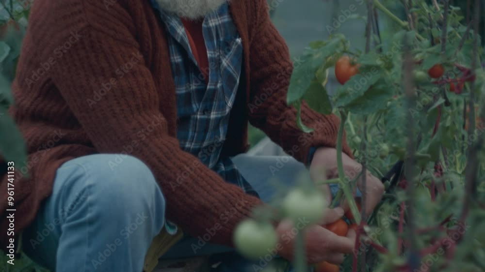 Senior farmer with white hair and beard sitting inside greenhouse, picking ripe tomatoes from branch into wooden crate. Tilt-up shot Senior farmer with white hair and beard sitting inside greenhouse, picking ripe tomatoes from branch into wooden crate. Tilt-up shot