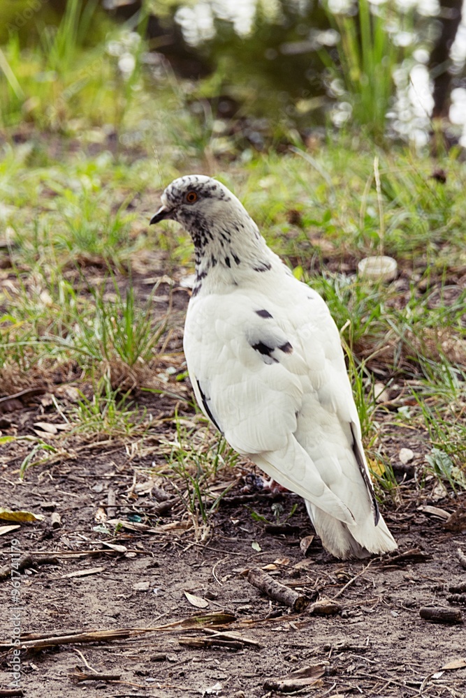 White Dove on the Background of Nature