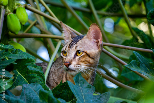 Photography Indian Street Cat Seeking Refuge in Tree Close-Up with Wide Eyes