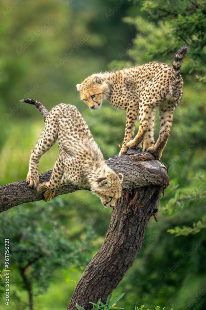 Cheetah cub watches another jumping from tree Cheetah cub watches another jumping from tree
