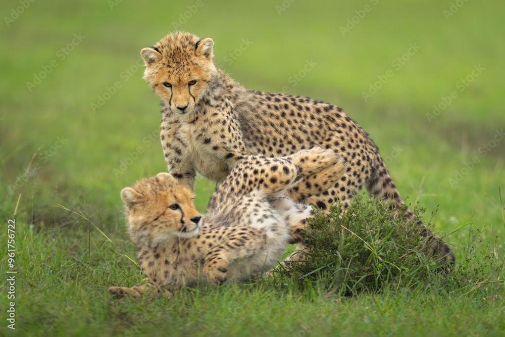 Cheetah cubs fight on grass by bush Cheetah cubs fight on grass by bush