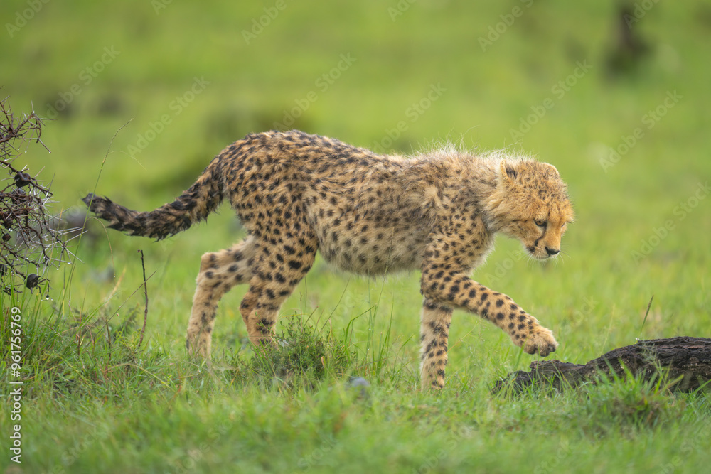 Fototapeta premium Cheetah cub walks towards log lifting paw
