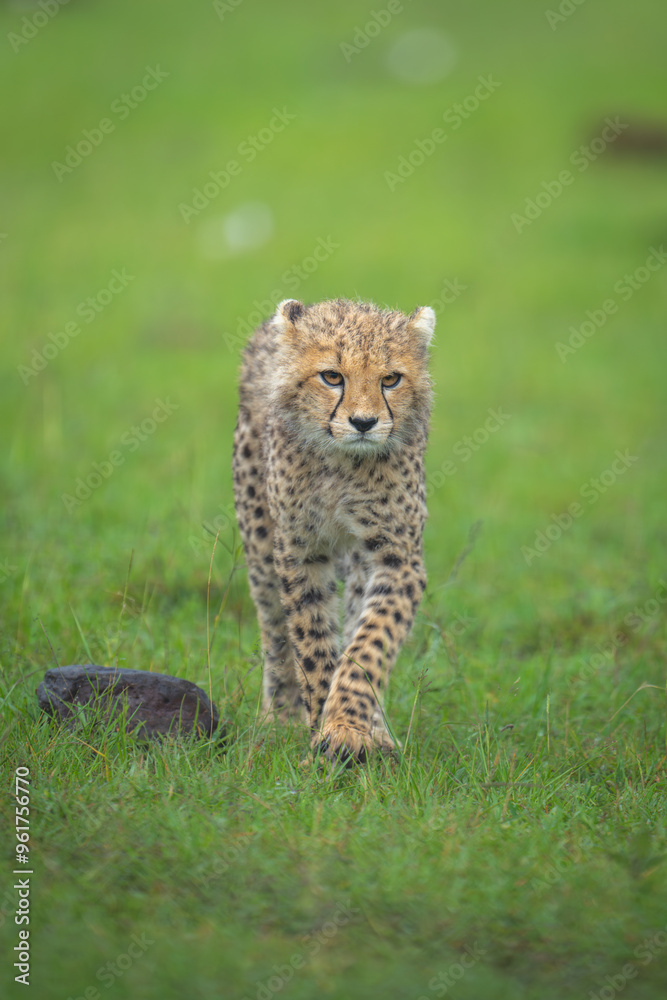 Obraz premium Cheetah cub walks toward camera past rock