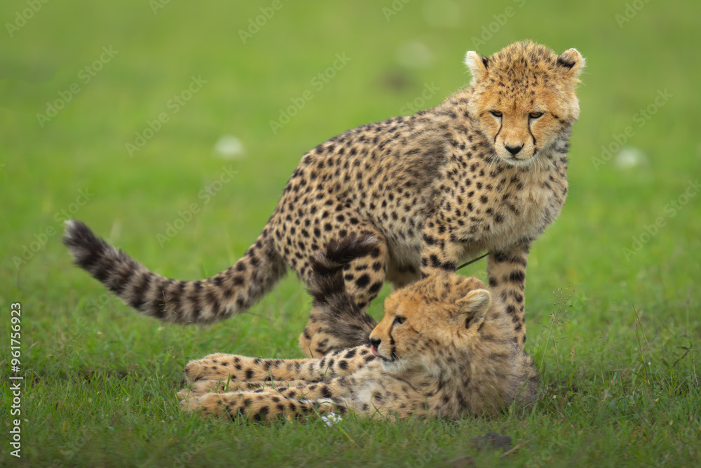 Cheetah cub stands over sibling on grassland Cheetah cub stands over sibling on grassland