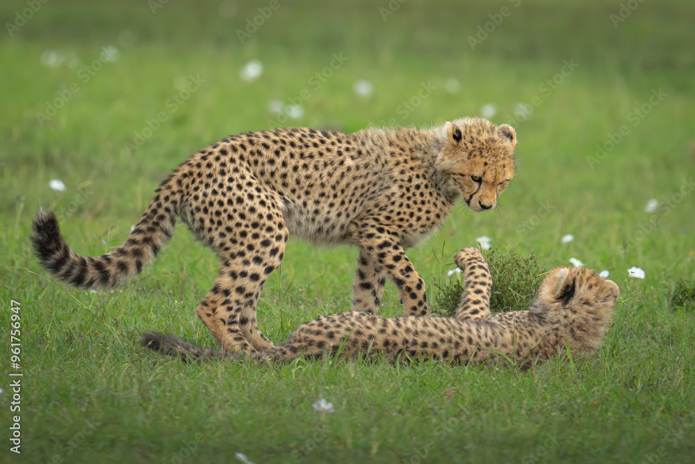 Fototapeta premium Cheetah cub stands over another in grass