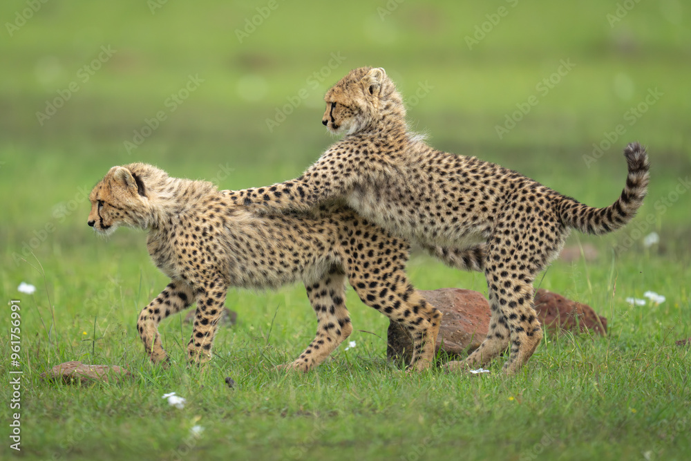 Cheetah cub stands leaning on another walking Cheetah cub stands leaning on another walking
