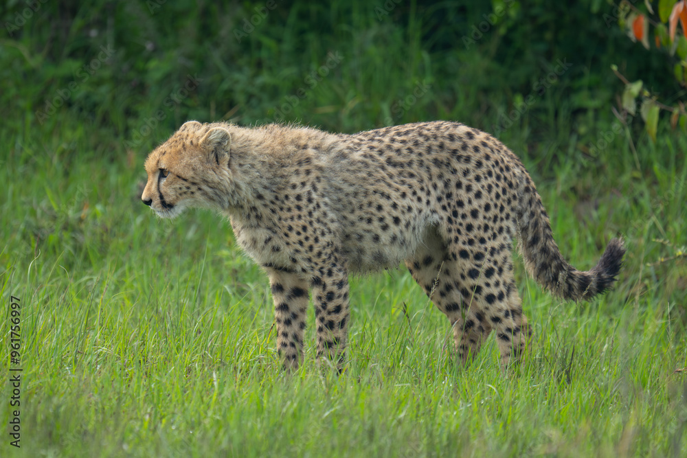 Cheetah cub stands in clearing lowering head Cheetah cub stands in clearing lowering head