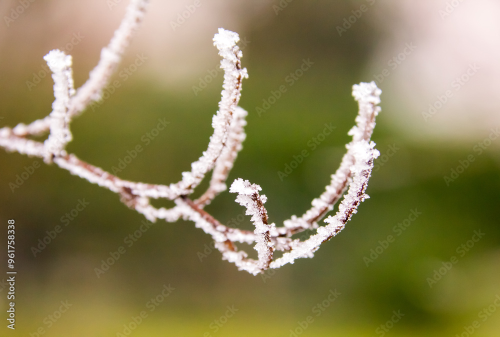 Frozen Plants shot during a foggy morning Frozen Plants shot during a foggy morning