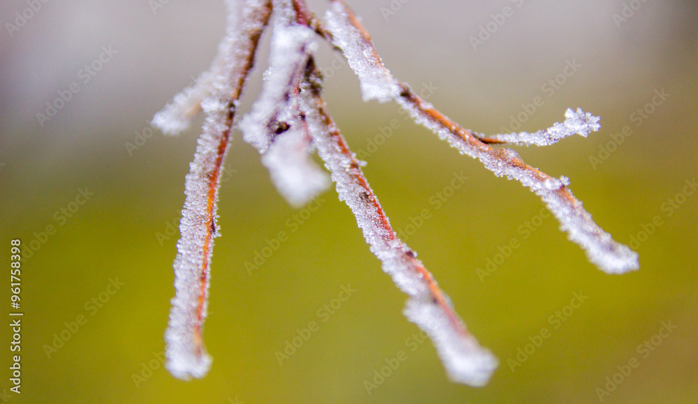 Frozen Plants shot during a foggy morning Frozen Plants shot during a foggy morning