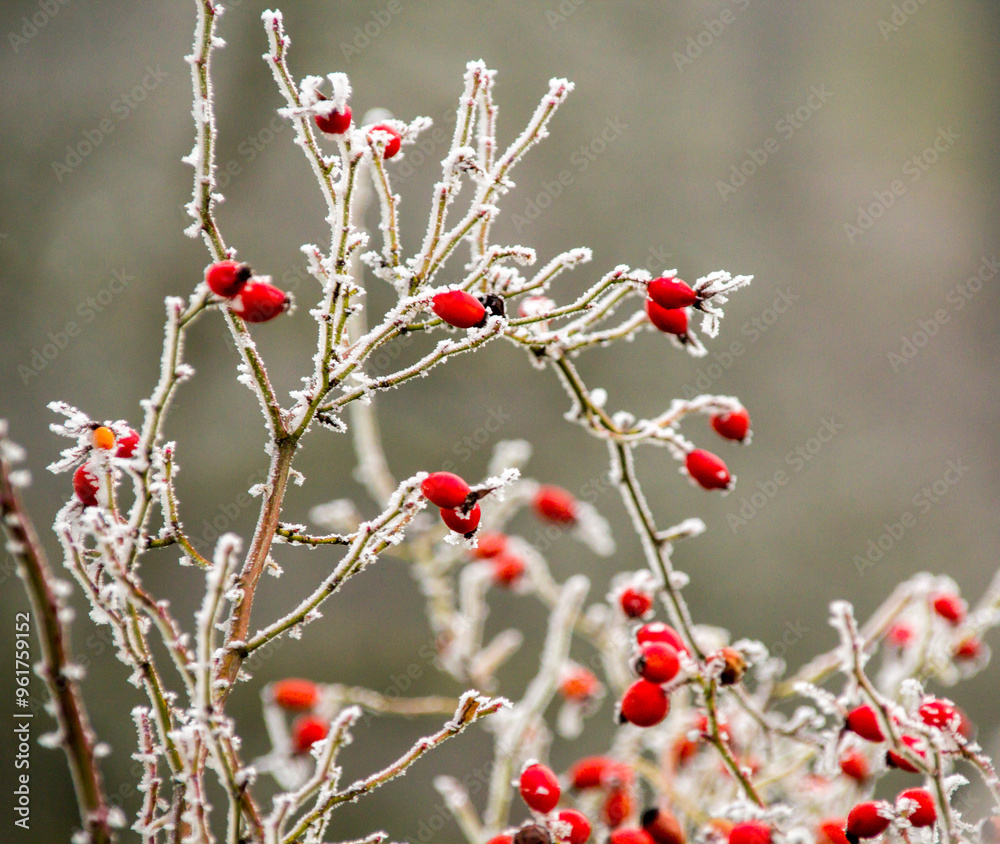 Frozen Plants shot during a foggy morning