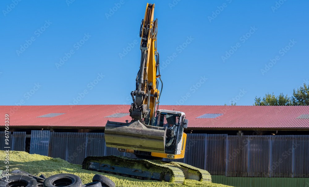 Bagger verteilt Mais auf einer Maissilage während der Maisernte