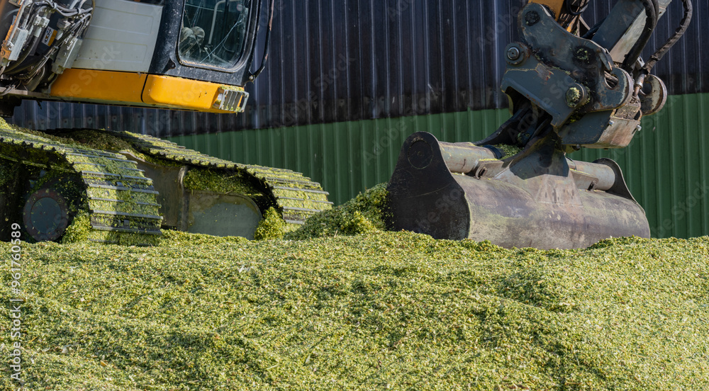 Bagger verteilt Mais auf einer Maissilage während der Maisernte