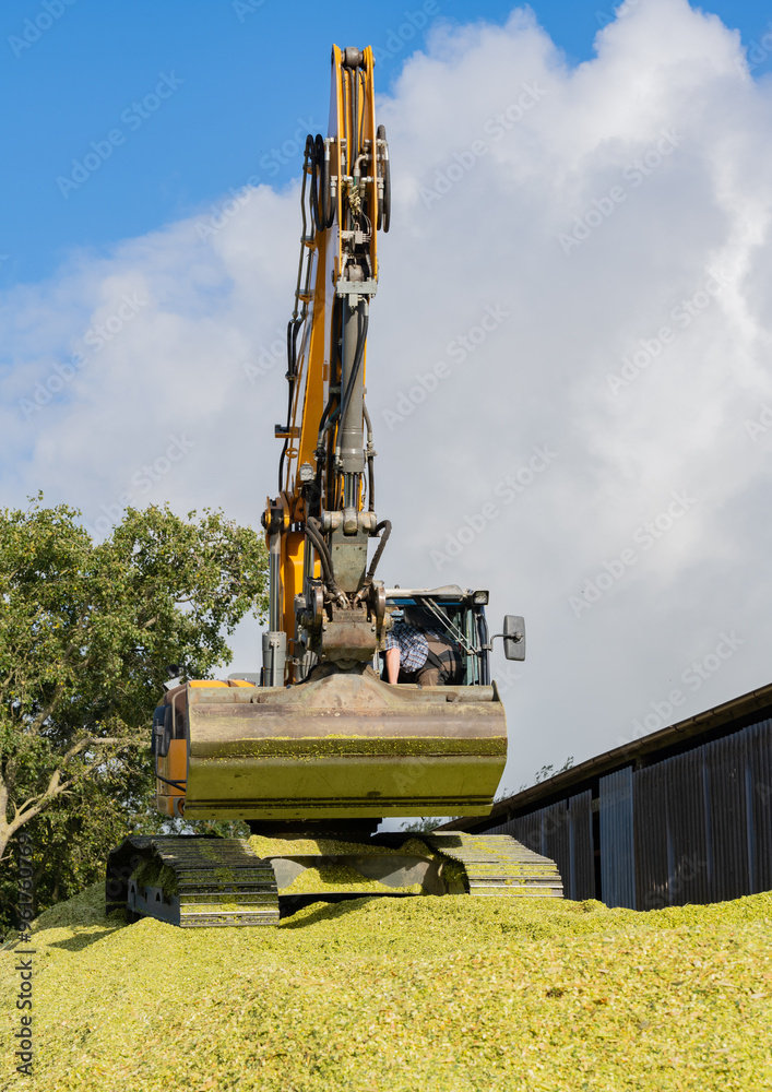 Bagger verteilt Mais auf einer Maissilage während der Maisernte