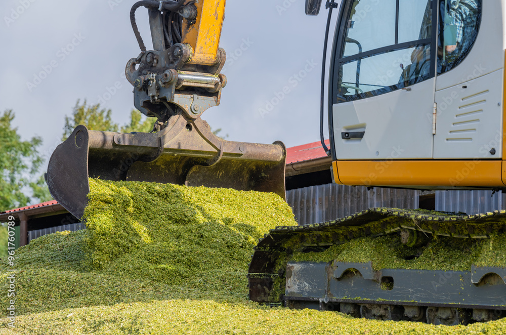 Bagger verteilt Mais auf einer Maissilage während der Maisernte