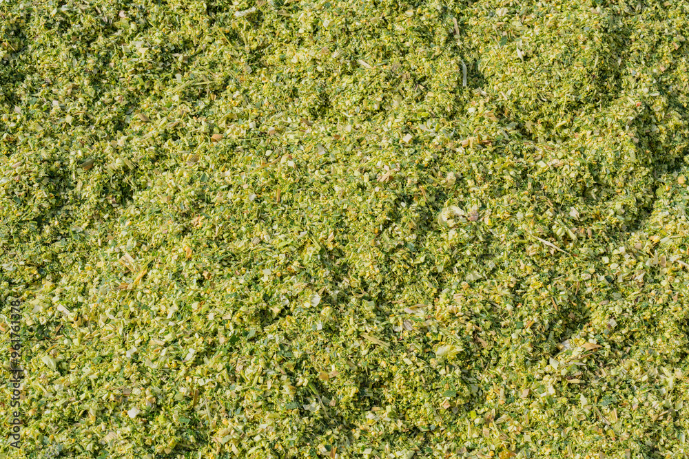 Frische Maissilage nach der Maisernte als Hintergrund