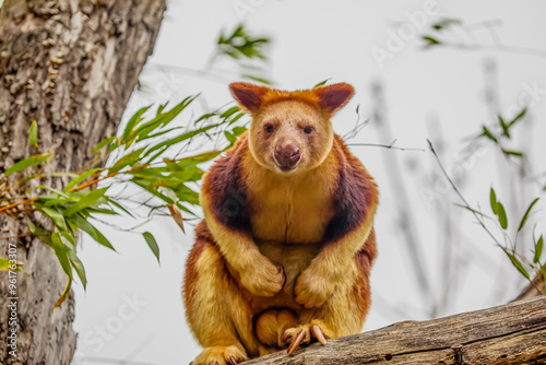 Goodfellow's Tree Kangaroo, portrait of very cute rare red animal. photo