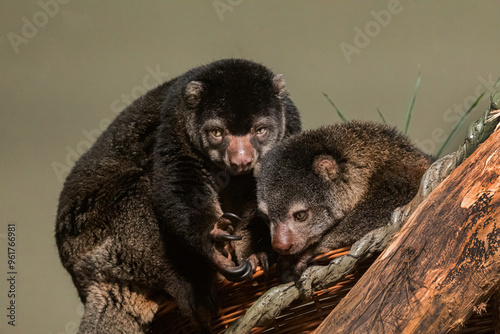 cute wild bear cuscus aulirops ursinus arboreal against blure background. photo