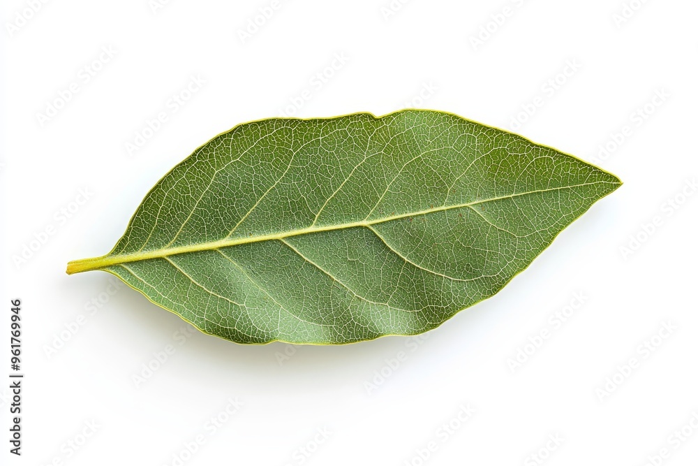 Obraz premium A white background with green leaves of Nan Fui Chao, which are scientifically known as Gymnanthemum extensum.