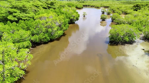 マングローブ林を流れる川をドローン空撮（前進）