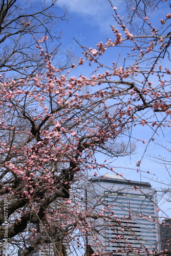 大阪城公園梅林の満開の梅の花の向こうに見えるビジネス街 photo