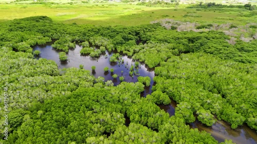 マングローブ林を流れる川をドローン空撮（近づきながら降下）