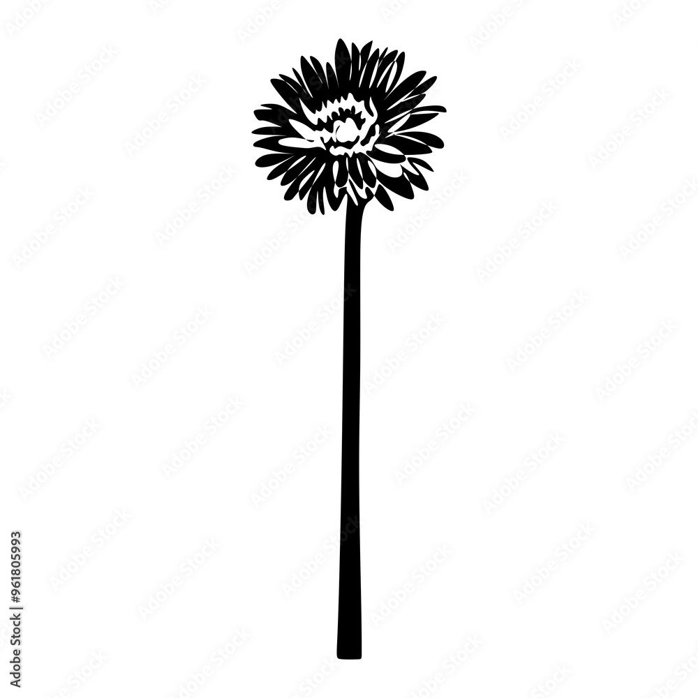 custom made wallpaper toronto digitalGerbera Black and white silhouette. Botanical Black silhouette isolated on white background