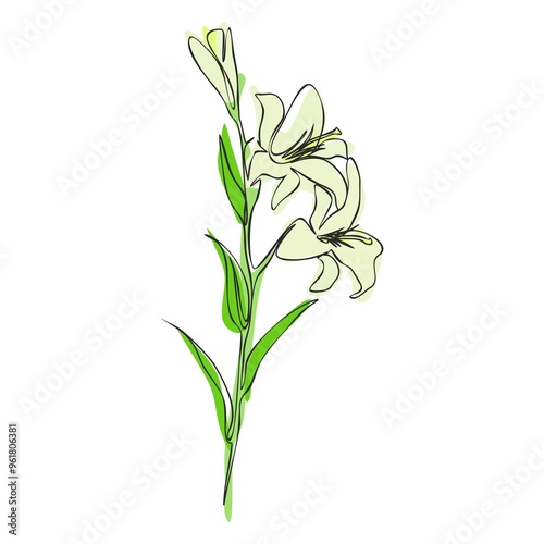 Lily Line Drawing. Minimalistic colorful Floral illustration isolated on white background