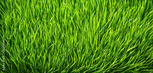 green grass texture background